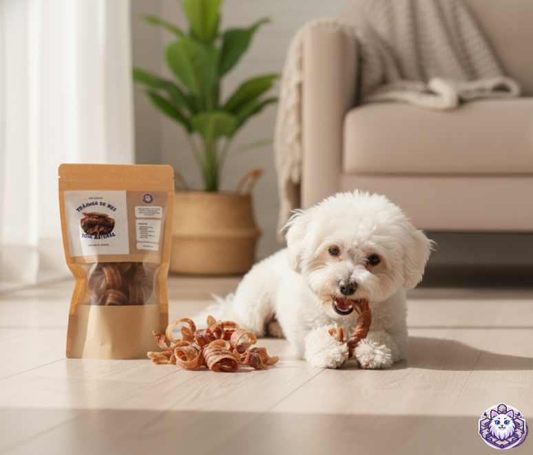 Perro Bichón Frisé masticando un aro de tráquea de res 100% natural de KittyScratch