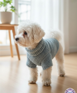 Perro blanco tipo bichón frisé usando un suéter de lana azul para perro chiquito.