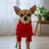 Chihuahua con suéter de lana rojo para perro chiquito posando en una casa